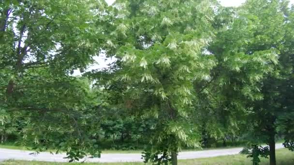 Des tilleuls en fleurs dans le parc 