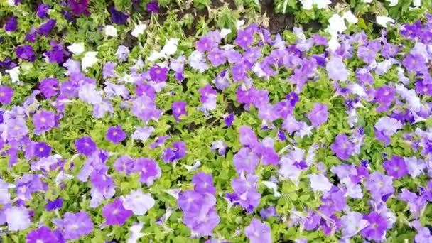Flores plantadas no canteiro de flores — Vídeo de Stock