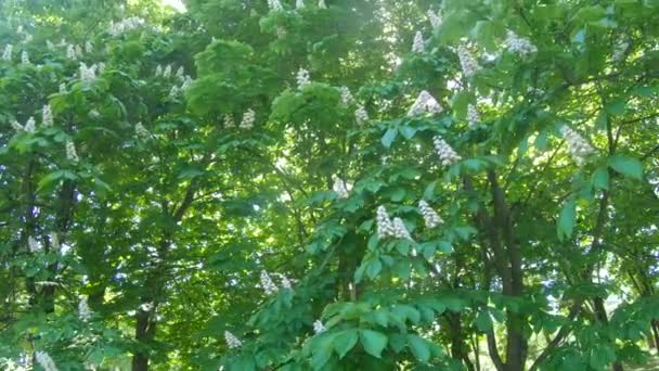 Flowers of chestnut trees — Stock Video