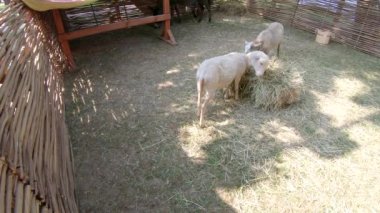 Parkta eşek ve koyun
