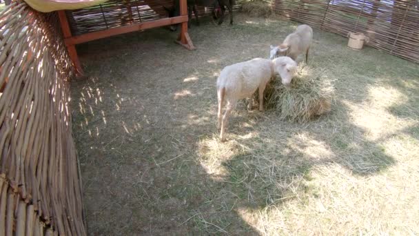 Burro y oveja en el parque — Vídeo de stock