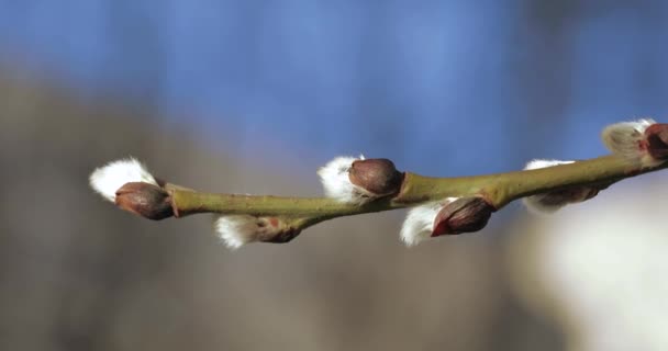 Knospen Weiden flauschig — Stockvideo