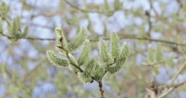 Tomurcuklar söğüt kabarık