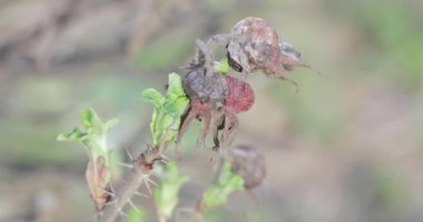 Kurutulmuş gül kalça ve yeşil sürgünler
