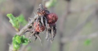 Kurutulmuş gül kalça ve yeşil sürgünler