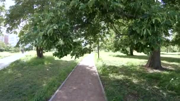 Аллея в городском парке — стоковое видео