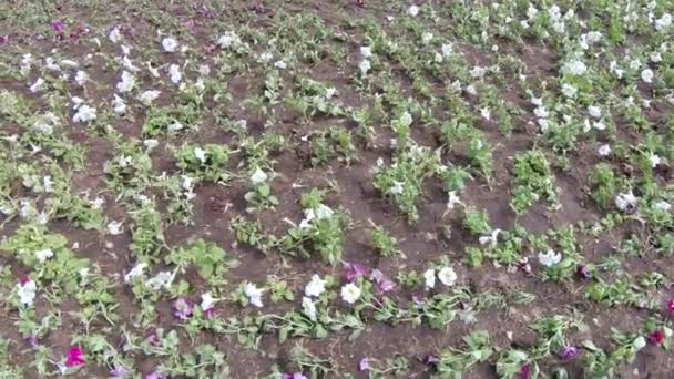 Blumen im Blumenbeet gepflanzt — Stockvideo