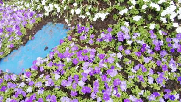 Planterade blommor i blom bädden — Stockvideo