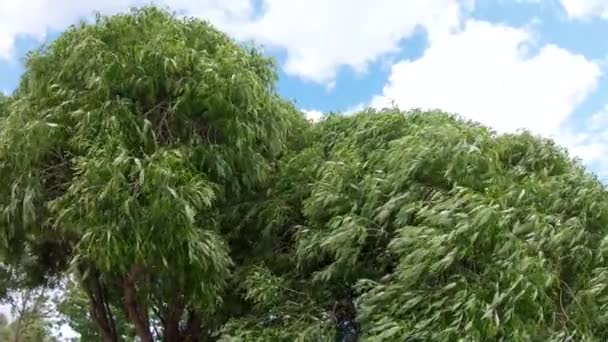 Drzewo w parku w silnym wietrze — Wideo stockowe