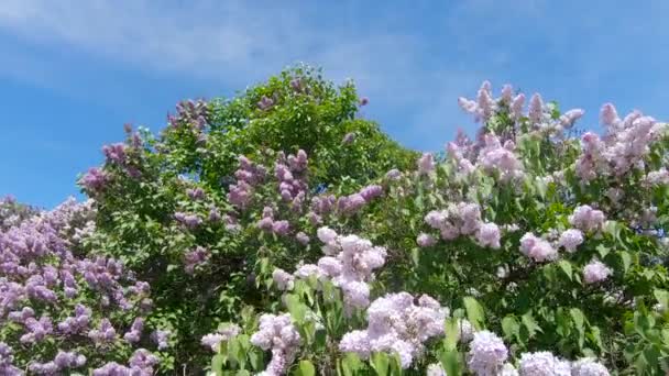 Jardin de lilas à Moscou — Video