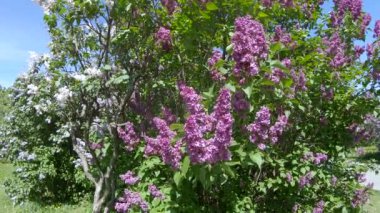 Moskova'da leylak Bahçe