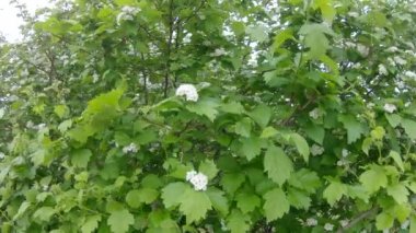 alıç kan kırmızı