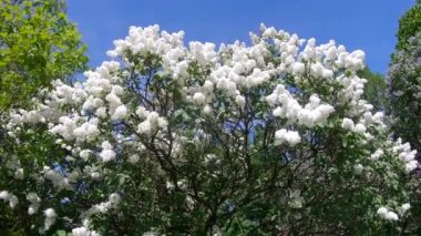 Moskova'da leylak Bahçe