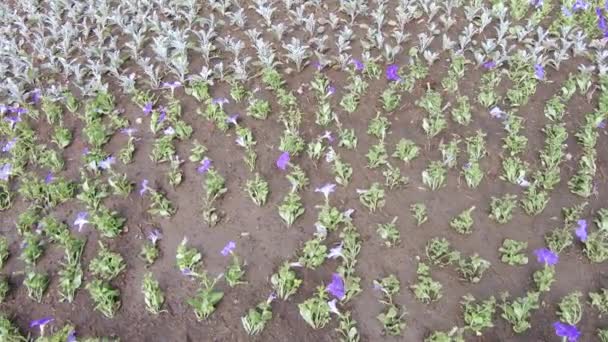 Flores plantadas en el parterre — Vídeo de stock