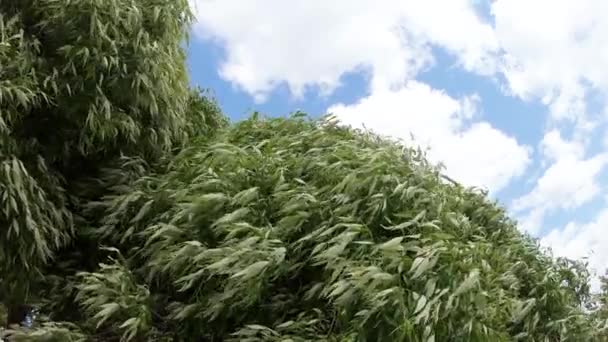 Boom in een park in een sterke wind — Stockvideo