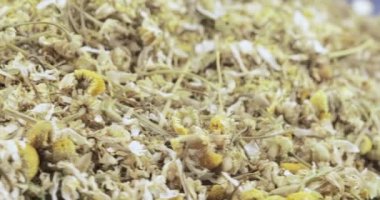 Papatya uyuşturucu toplu