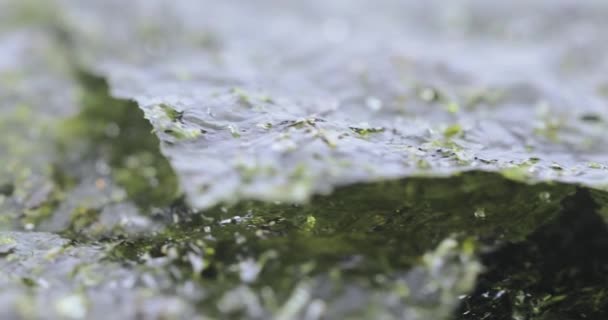 Dried leaf of sea cabbage — Stock Video