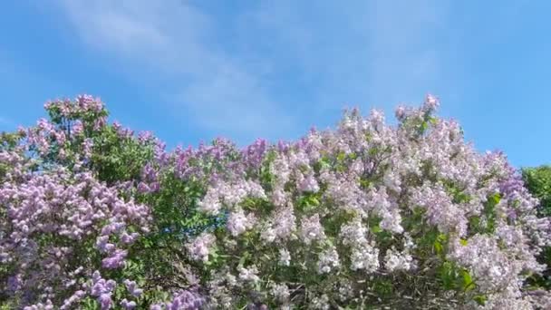 Jardim Lilac em Moscou — Vídeo de Stock