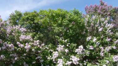 Moskova'da leylak Bahçe