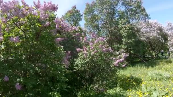 Lilac garden in Moscow — Stock Video