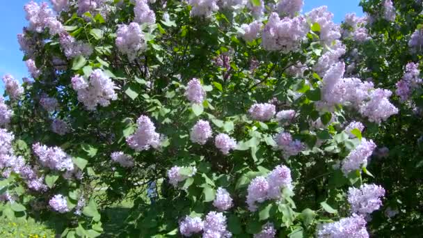 Jardim Lilac em Moscou — Vídeo de Stock
