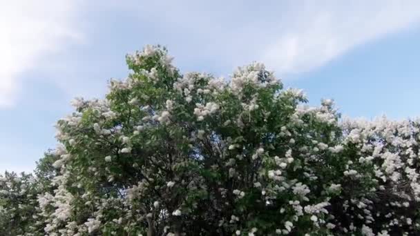 Jardin de lilas à Moscou — Video