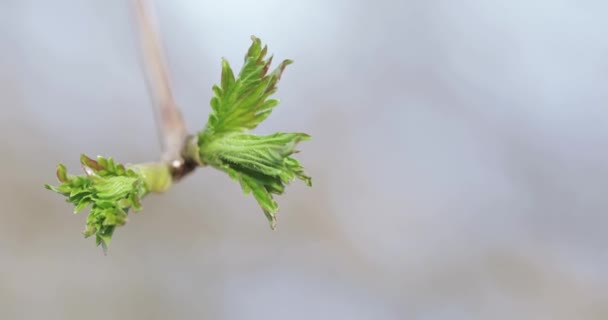 Knoppar av äppelträd på våren — Stockvideo