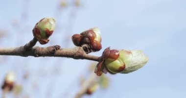 İlkbaharda kestane tomurcukları