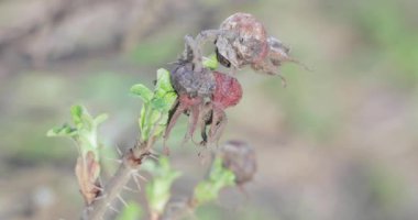 Kurutulmuş gül kalça ve yeşil sürgünler