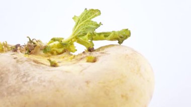 Şalgam ile yaprak yeşil