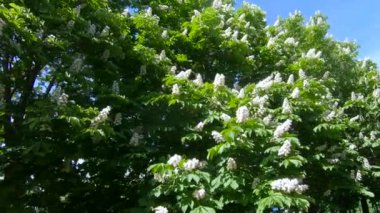 Kestane ağaçlarının çiçekleri