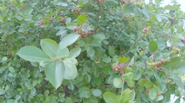 Irga olkholistnaya çalı