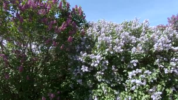 Jardim Lilac em Moscou — Vídeo de Stock