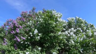 Moskova'da leylak Bahçe