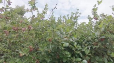 Irga olkholistnaya çalı