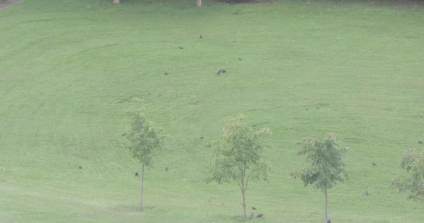 毛草上的乌鸦 — 图库视频影像