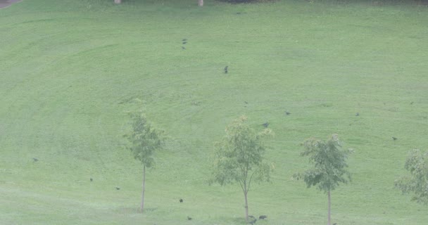 Krähen auf dem gemähten Gras — Stockvideo