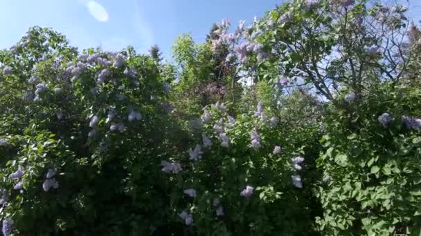 Бузок саду в Москві — стокове відео