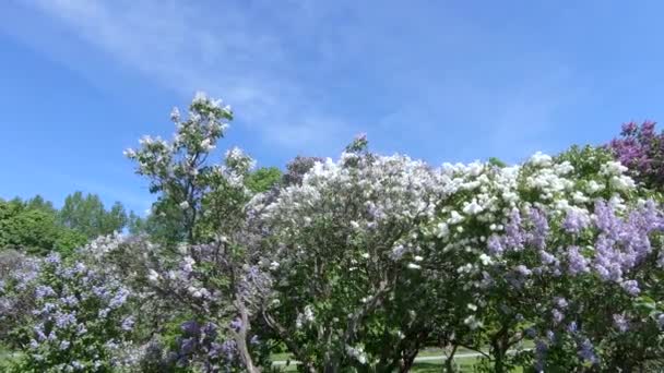 Jardim Lilac em Moscou — Vídeo de Stock