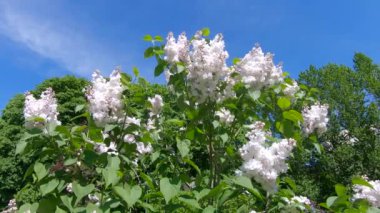 Moskova'da leylak Bahçe