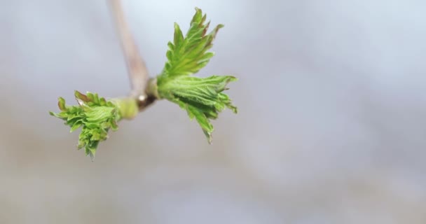 Buds of apple trees in spring — Stock Video