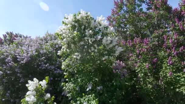 Jardín lila en Moscú — Vídeos de Stock