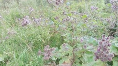 Burdock ve tarla otu çalılıkları