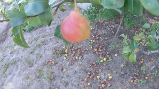 Грушевые фрукты на дереве — стоковое видео