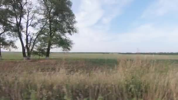 Weizenfeld und eine Landstraße — Stockvideo