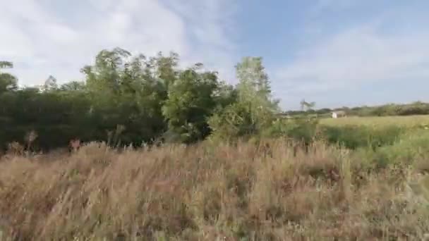 Sunflower field and rural road — Stock Video