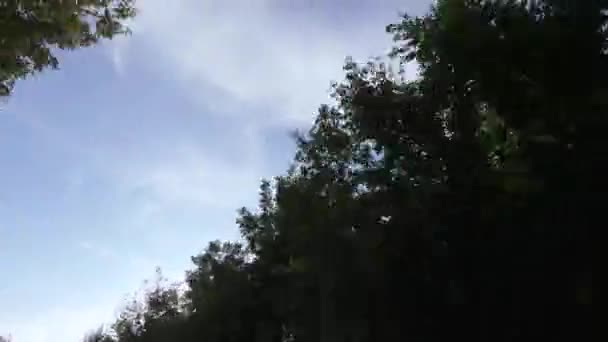 Soleil parmi les cimes des arbres 