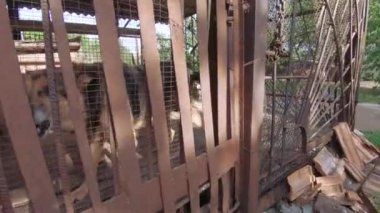 Çocuk yaşlı bir köpeğe bakıyor.