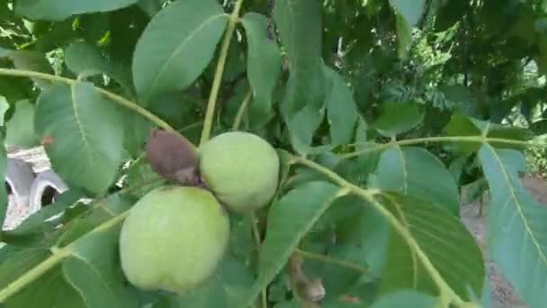 Green walnut fruit — Stock Video