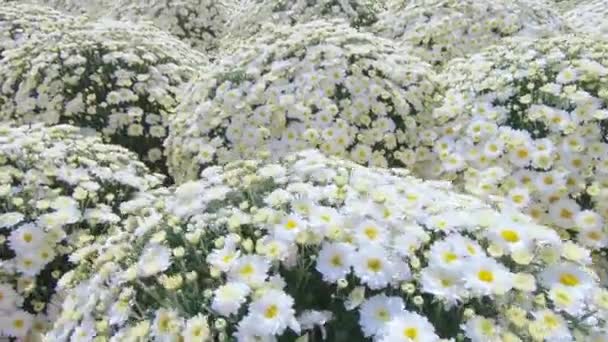 Chrysanthemen auf dem Blumenbeet — Stockvideo